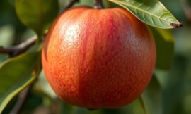 Pigwówka – sprawdzony przepis