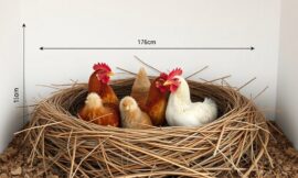 Wymiary gniazda dla kur